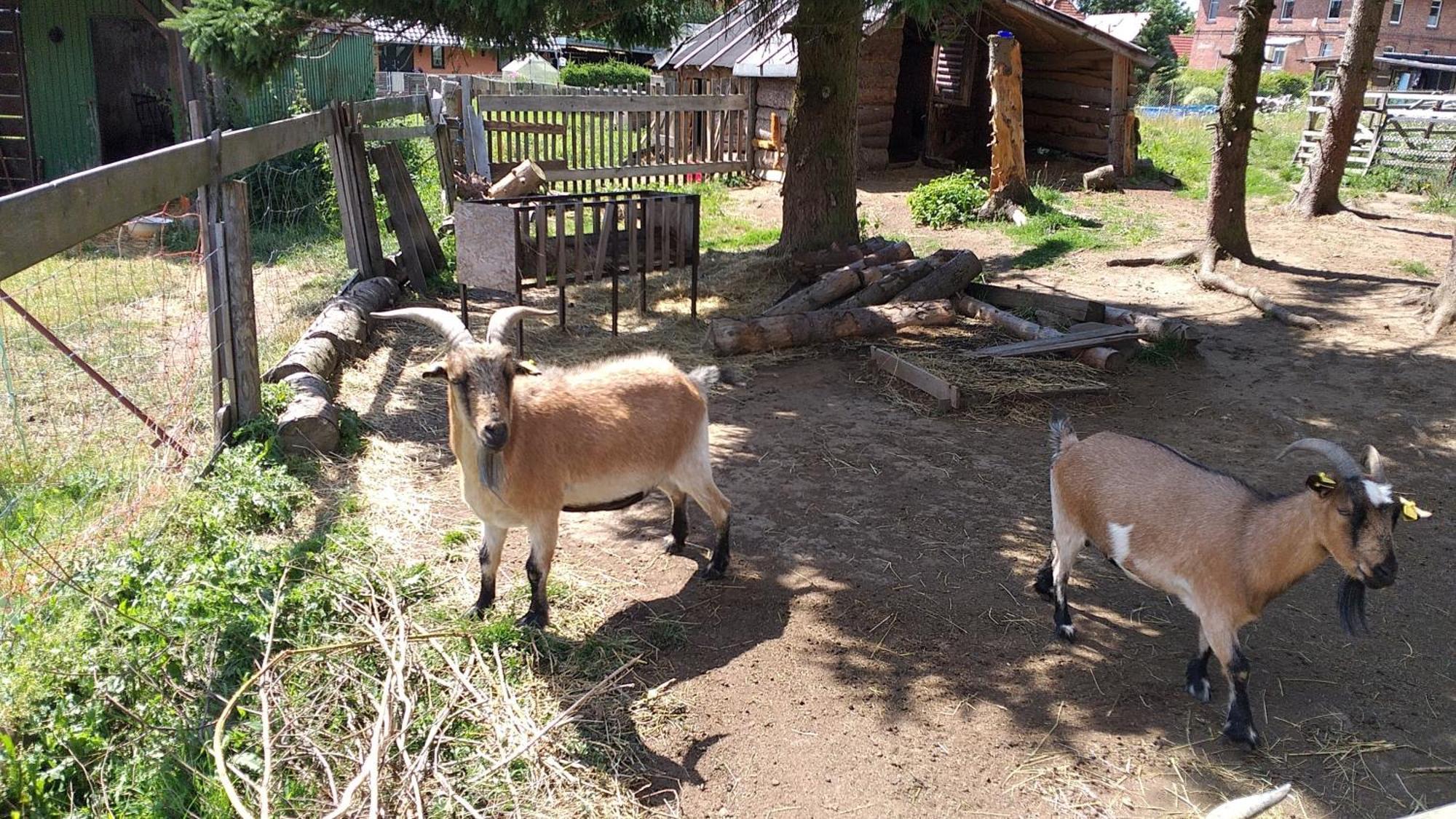 Ferienwohnung Sonnenschein Mit Kleinem Bauernhof ทาเลอ ภายนอก รูปภาพ